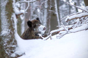 Wild boar, sus scrofa, in winter peeking out with snow on nose. Wild animal in winter hiding behind a tree. Wildlife scenery from wilderness.