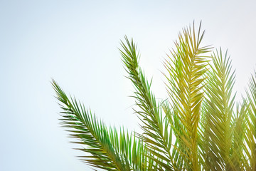 Beautifully stylish palm tree on nature shore of the sea background
