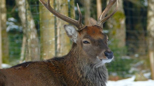 Hart in winter forest, Weiskirchen, Hunsrueck, Rhineland-Palatinate, Germany, Europe