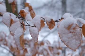 Zima - przysypane śniegiem bukowe listki © Iwona