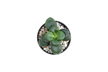 Top view of small cactus isolated on white background
