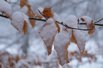 Zima - przysypane śniegiem bukowe listki © Iwona