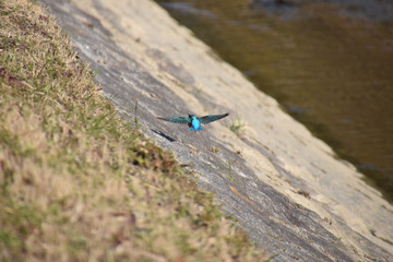 a common kingfisher - back shot / 飛び去るカワセミのバックショット