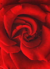 Beautiful red rose. Rose. Red rose background. 