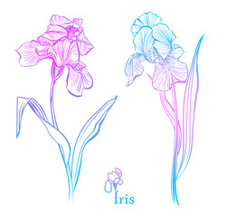Iris Flowers. Isolated vector illustration.  Color iris flowers sketch. 