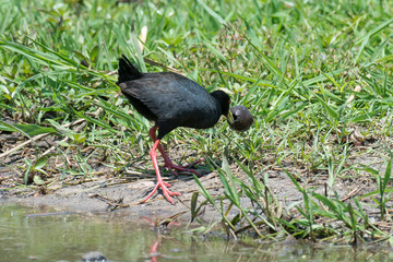 Râle à bec jaune,.Amaurornis flavirostra, Black Crake