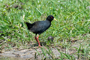 Râle à bec jaune,.Amaurornis flavirostra, Black Crake