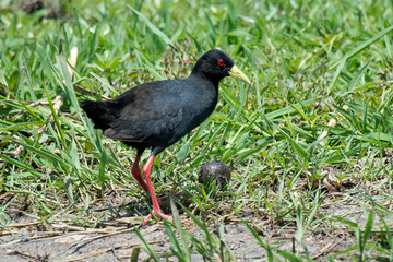 Râle à bec jaune,.Amaurornis flavirostra, Black Crake