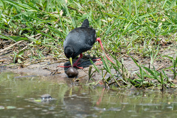 Râle à bec jaune,.Amaurornis flavirostra, Black Crake