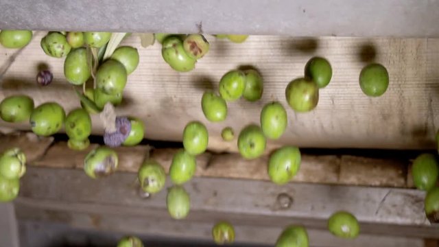 olives in the defoliator in olive oil mill.Making extra virgin olive oil