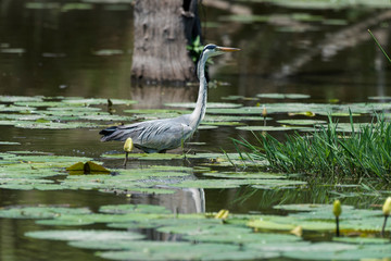 Heron cendre, ardea cinerea