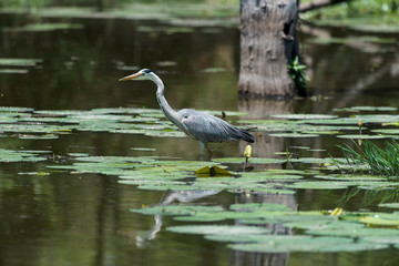Heron cendre, ardea cinerea