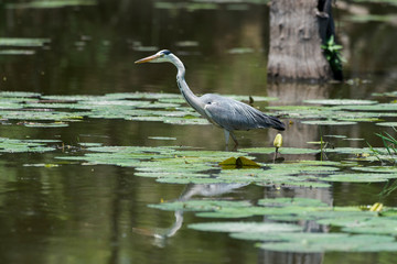 Heron cendre, ardea cinerea