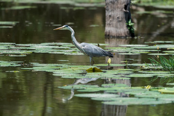 Heron cendre, ardea cinerea
