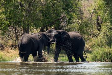 Fototapeta premium Słoń afrykański, Loxodonta africana, Park Narodowy Krugera, RPA
