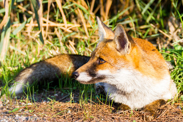 Alberese (Gr), Italy, fox close up in the maremma country, Italy