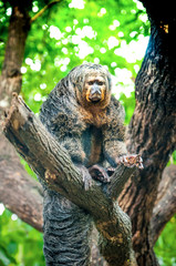 Saki monk on the tree. Saki monkey in the forest. © Artem Zernov
