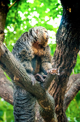 Saki monk on the tree. Saki monkey in the forest.