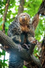 Saki monk on the tree. Saki monkey in the forest.