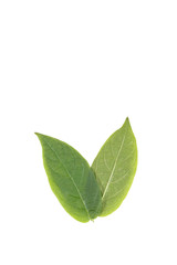 Obraz premium Leaf Mangosteen Close up