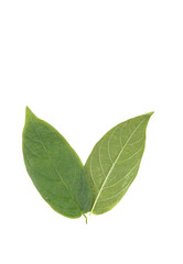 Leaf Mangosteen Close up