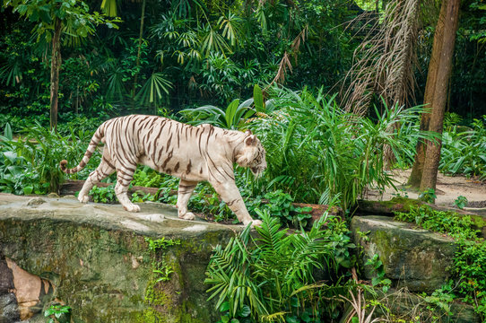 White tiger in the jungle. Albino tiger in the jungle. Albino tiger on the rock.