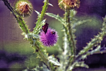 delicate purple flower thistle flower on a green background on a summer day with beautiful colored butterfly