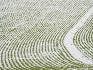 Fototapeta na wymiar field in winter snow covered with green plants background picture