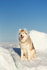 Beautiful Siberian husky dog sitting on ice floe and snow on the frozen sea background.