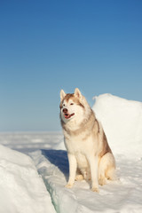 Cute Siberian husky dog sitting on ice floe and snow on the frozen sea background.