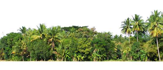 group of tree isolate on white background