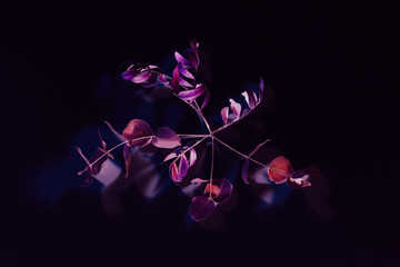Surreal plant decor. Art minimalism. Red purple stem on black background.