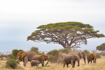 Breeding herd of elephants grazing in Amboseli, Kenya.