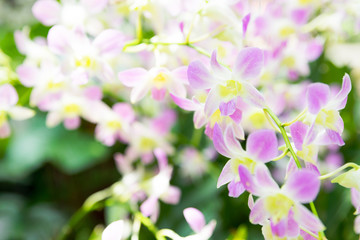 Fototapeta na wymiar Beautiful pale pink orchid flowers in tropical garden