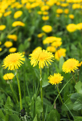 yellow dandelions in a meadow, field of yellow flowers,  - summer and spring, floral concept