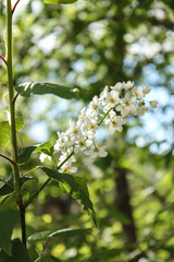white flowers bird cherry tree in spring - summer and spring, floral concept 
