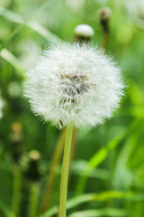 dandelion on background of green grass - summer and spring concept