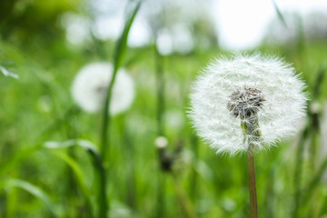 dandelion on background of green grass - summer and spring concept