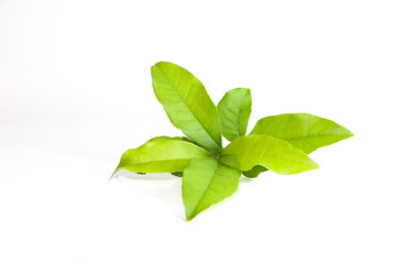 Leaf Sweet Osmanthus Close up