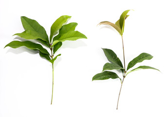 Leaf Sweet Osmanthus Close up