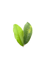 Fototapeta na wymiar Leaf Sweet Osmanthus Close up