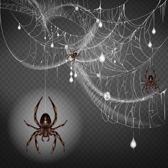Dangerous, poisonous big and small spiders hanging on thin web string, climbing on lace with hunted and wrapped preys or egg cocoons 3d realistic vector illustration isolated on transparent background