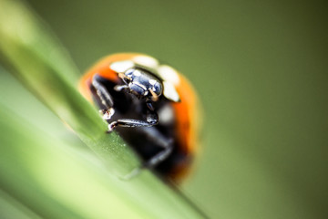portrait of a seven-spotted ladybug on a green leaf