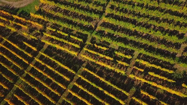 Aerial view of vineyards near Ayl in autumn, Saar River, Saar Valley, Rhineland-Palatinate, Germany