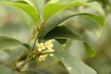 Obraz premium Sweet osmanthus at garden