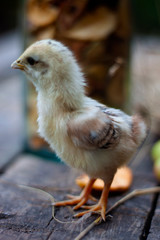 Chicken yellow small
