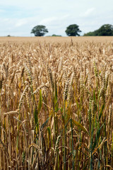 Wheat crop in August