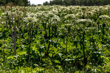 Fototapeta na wymiar green field of flowering plants Hogweed Sosnowski. dangerous plant for humans. heracleum