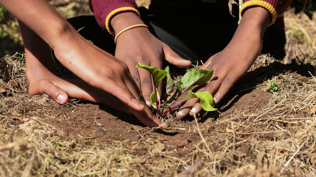 Close Up Of African Child Hands Planting Vegetables In Soil