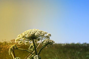 flowering plant heracleum sosnowskyi. close-up with sunlight